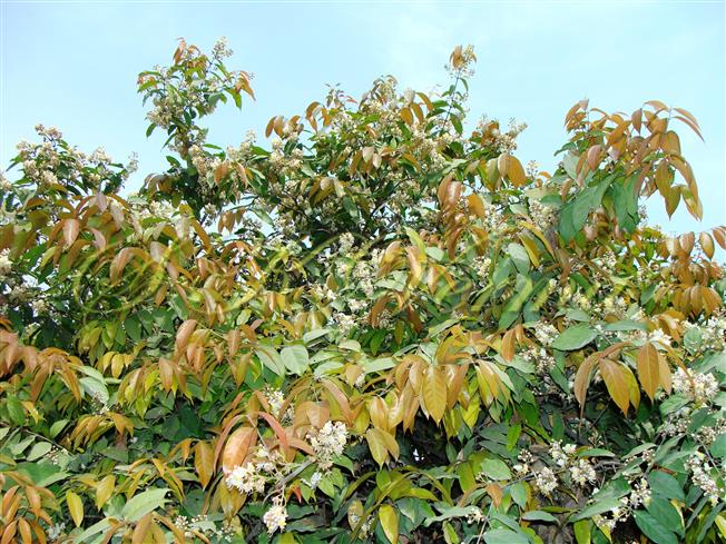  Plant